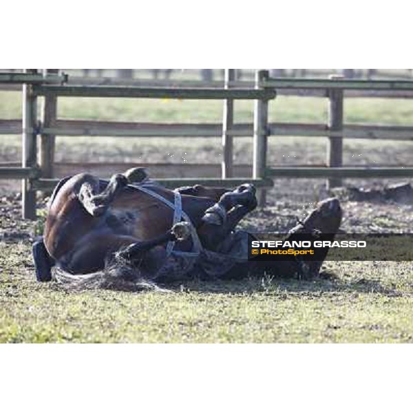 A morning with Varenne @ Il Grifone Stud Vigone (TO) 2011 ph.Stefano Grasso