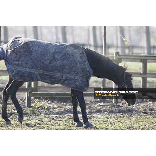 A morning with Varenne @ Il Grifone Stud Vigone (TO) 2011 ph.Stefano Grasso