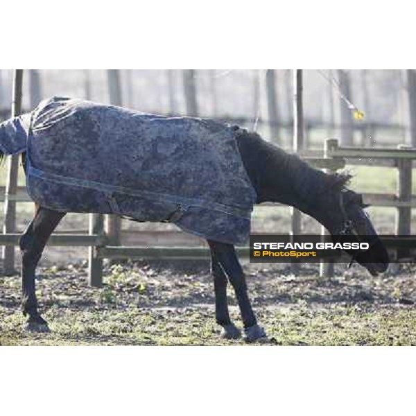 A morning with Varenne @ Il Grifone Stud Vigone (TO) 2011 ph.Stefano Grasso