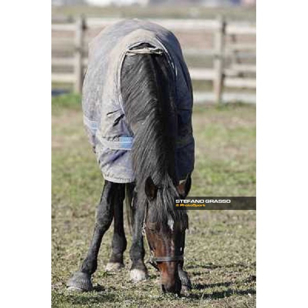 A morning with Varenne @ Il Grifone Stud Vigone (TO) 2011 ph.Stefano Grasso