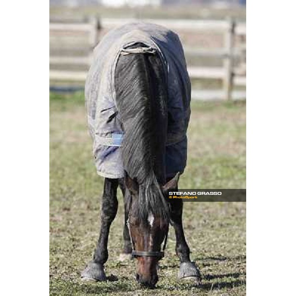 A morning with Varenne @ Il Grifone Stud Vigone (TO) 2011 ph.Stefano Grasso