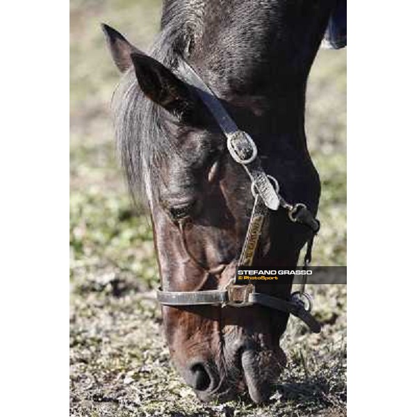 A morning with Varenne @ Il Grifone Stud Vigone (TO) 2011 ph.Stefano Grasso