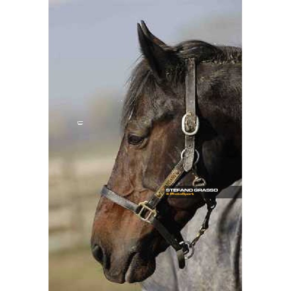 A morning with Varenne @ Il Grifone Stud Vigone (TO) 2011 ph.Stefano Grasso