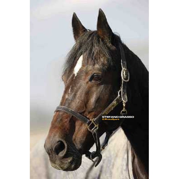 A morning with Varenne @ Il Grifone Stud Vigone (TO) 2011 ph.Stefano Grasso