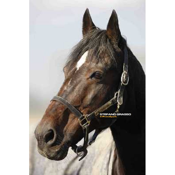 A morning with Varenne @ Il Grifone Stud Vigone (TO) 2011 ph.Stefano Grasso