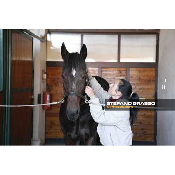 A morning with Varenne @ Il Grifone Stud Vigone (TO) 2011 ph.Stefano Grasso