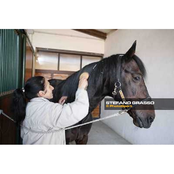 A morning with Varenne @ Il Grifone Stud Vigone (TO) 2011 ph.Stefano Grasso