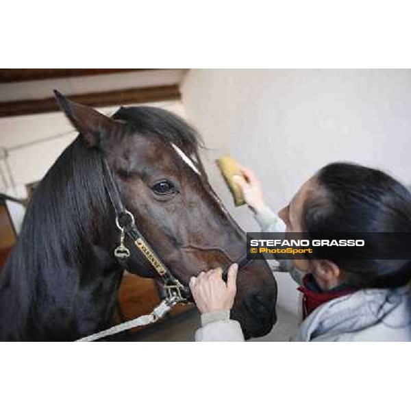 A morning with Varenne @ Il Grifone Stud Vigone (TO) 2011 ph.Stefano Grasso