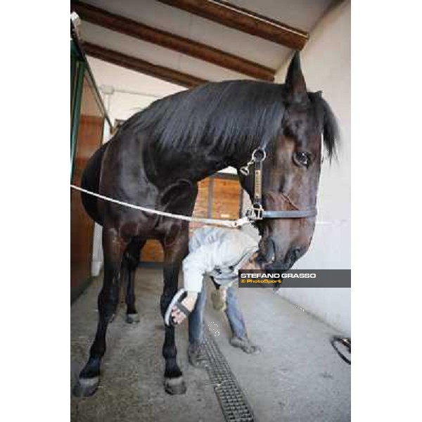 A morning with Varenne @ Il Grifone Stud Vigone (TO) 2011 ph.Stefano Grasso