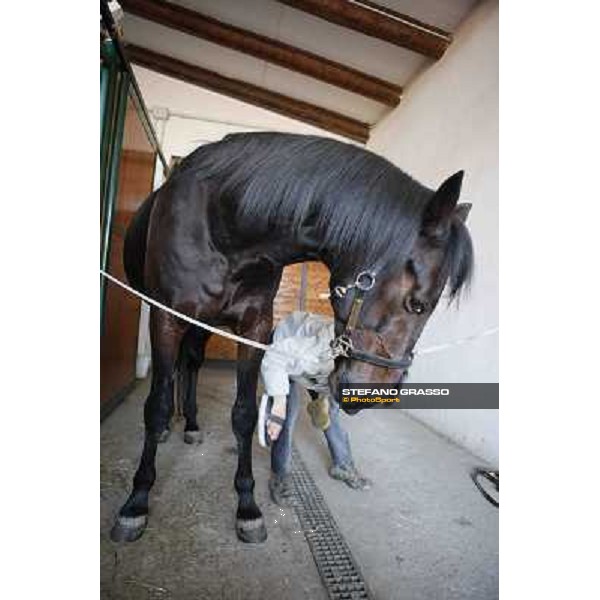 A morning with Varenne @ Il Grifone Stud Vigone (TO) 2011 ph.Stefano Grasso