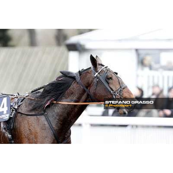 a close up for Yarrah Boko winner of the Prix du Luxembourg - Gr. III Paris - Vincennes, 28th january 2012 ph.Stefano Grasso