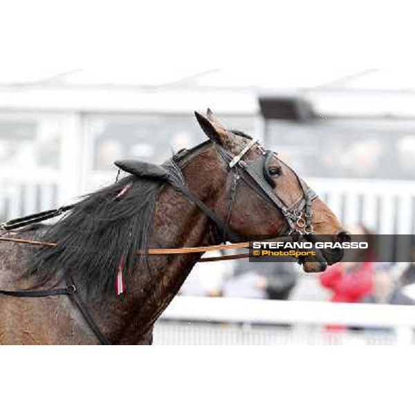 a close up for Yarrah Boko winner of the Prix du Luxembourg - Gr. III Paris - Vincennes, 28th january 2012 ph.Stefano Grasso