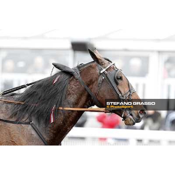 a close up for Yarrah Boko winner of the Prix du Luxembourg - Gr. III Paris - Vincennes, 28th january 2012 ph.Stefano Grasso