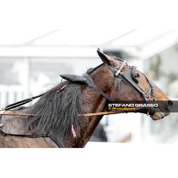 a close up for Yarrah Boko winner of the Prix du Luxembourg - Gr. III Paris - Vincennes, 28th january 2012 ph.Stefano Grasso