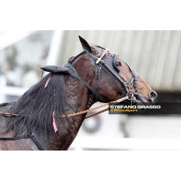 a close up for Yarrah Boko winner of the Prix du Luxembourg - Gr. III Paris - Vincennes, 28th january 2012 ph.Stefano Grasso