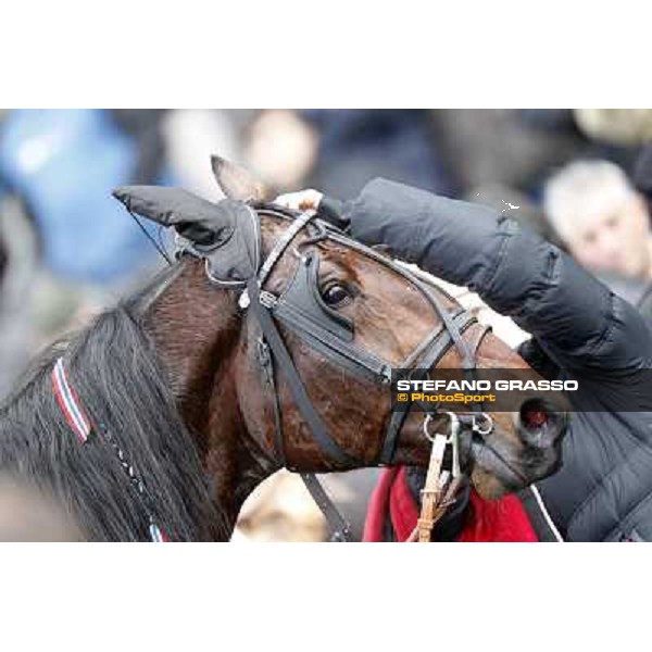 a close up for Yarrah Boko winner of the Prix du Luxembourg - Gr. III Paris - Vincennes, 28th january 2012 ph.Stefano Grasso