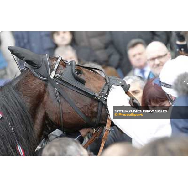 a close up for Yarrah Boko winner of the Prix du Luxembourg - Gr. III Paris - Vincennes, 28th january 2012 ph.Stefano Grasso