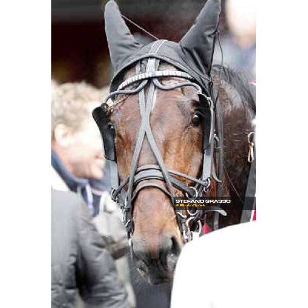 a close up for Yarrah Boko winner of the Prix du Luxembourg - Gr. III Paris - Vincennes, 28th january 2012 ph.Stefano Grasso