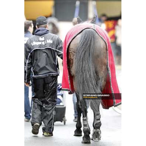 Yarrah Boko returns back home after winning the Prix du Luxembourg - Gr. III Paris - Vincennes, 28th january 2012 ph.Stefano Grasso