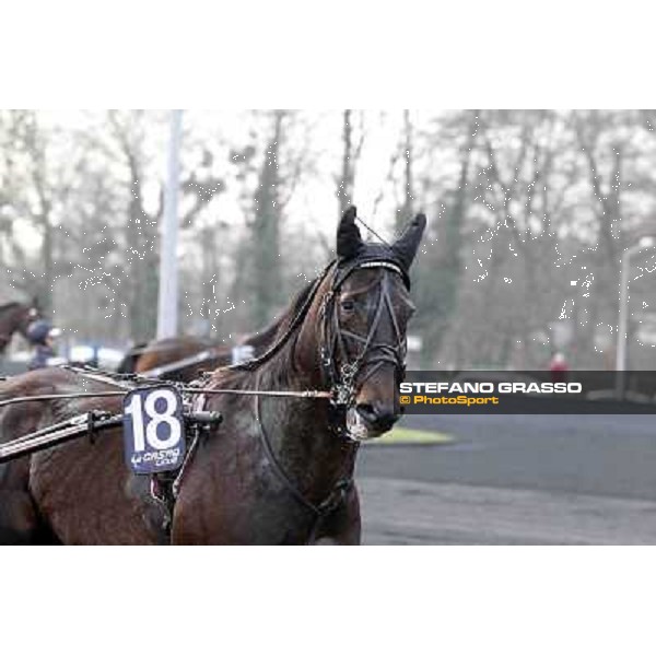 91° Prix d\'Amérique Marionnaud - Ready Cash Paris - Vincennes racecourse , 29th january 2012 ph.Stefano Grasso