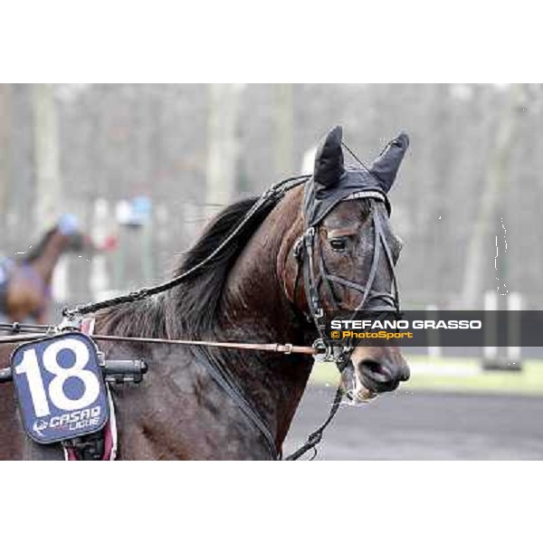 91° Prix d\'Amérique Marionnaud - A portrait for Ready Cash Paris - Vincennes racecourse , 29th january 2012 ph.Stefano Grasso