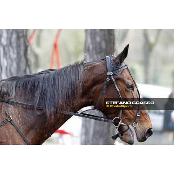 91° Prix d\'Amérique Marionnaud - Lisa America Paris - Vincennes racecourse , 29th january 2012 ph.Stefano Grasso