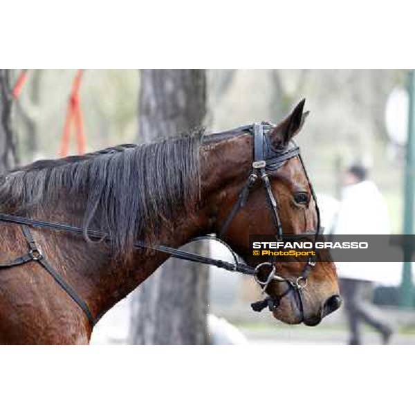 91° Prix d\'Amérique Marionnaud - Lisa America Paris - Vincennes racecourse , 29th january 2012 ph.Stefano Grasso