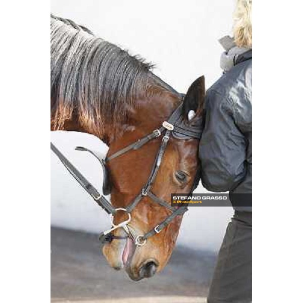 91° Prix d\'Amérique Marionnaud - Lisa America Paris - Vincennes racecourse , 29th january 2012 ph.Stefano Grasso