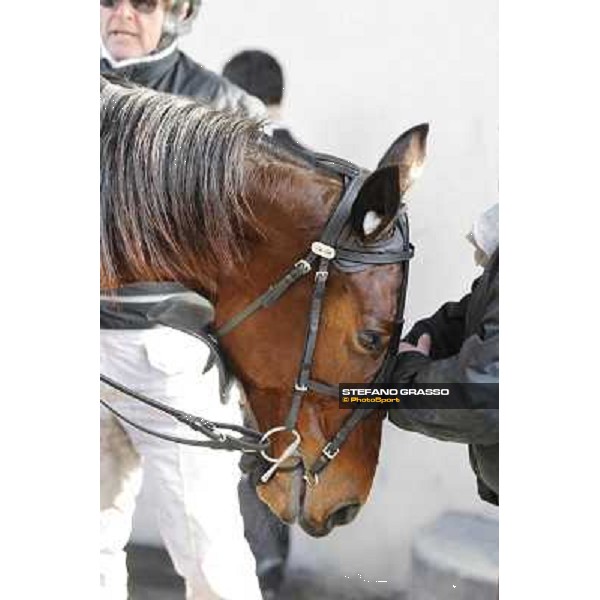 91° Prix d\'Amérique Marionnaud - Lisa America Paris - Vincennes racecourse , 29th january 2012 ph.Stefano Grasso