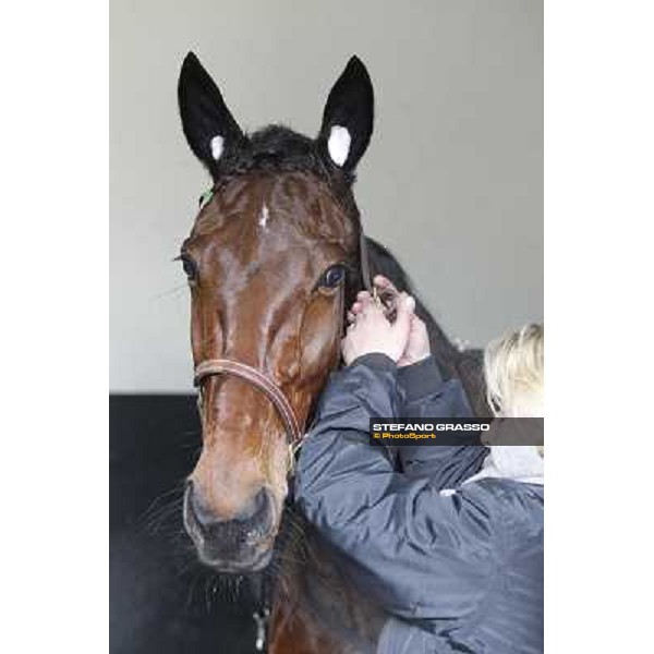91° Prix d\'Amérique Marionnaud - Lisa America Paris - Vincennes racecourse , 29th january 2012 ph.Stefano Grasso