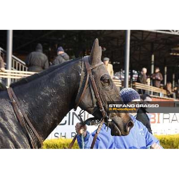 a portrait for Suzhi winner of the 64° Gran Corsa Siepi di Roma Rome, 13th febr. 2012 ph.Stefano Grasso