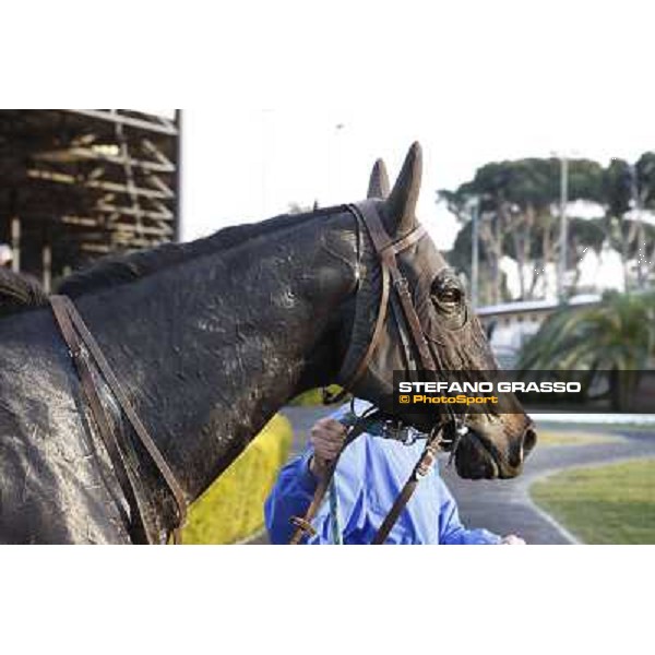 a portrait for Suzhi winner of the 64° Gran Corsa Siepi di Roma Rome, 13th febr. 2012 ph.Stefano Grasso