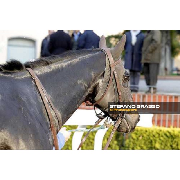 a portrait for Suzhi winner of the 64° Gran Corsa Siepi di Roma Rome, 13th febr. 2012 ph.Stefano Grasso