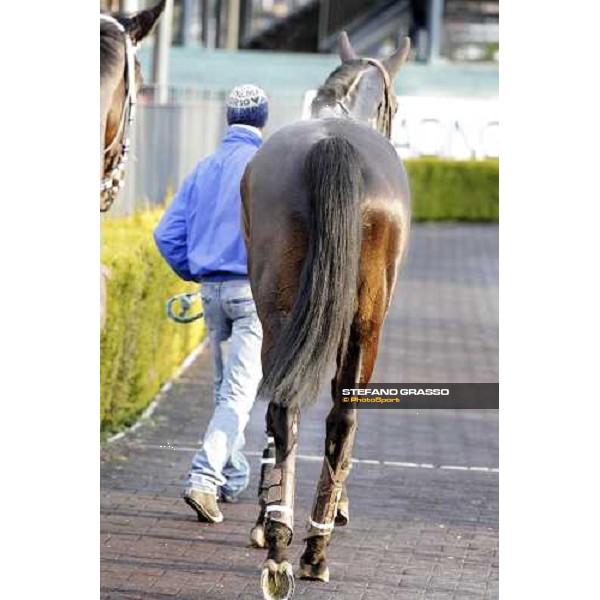a portrait for Suzhi winner of the 64° Gran Corsa Siepi di Roma Rome, 13th febr. 2012 ph.Stefano Grasso