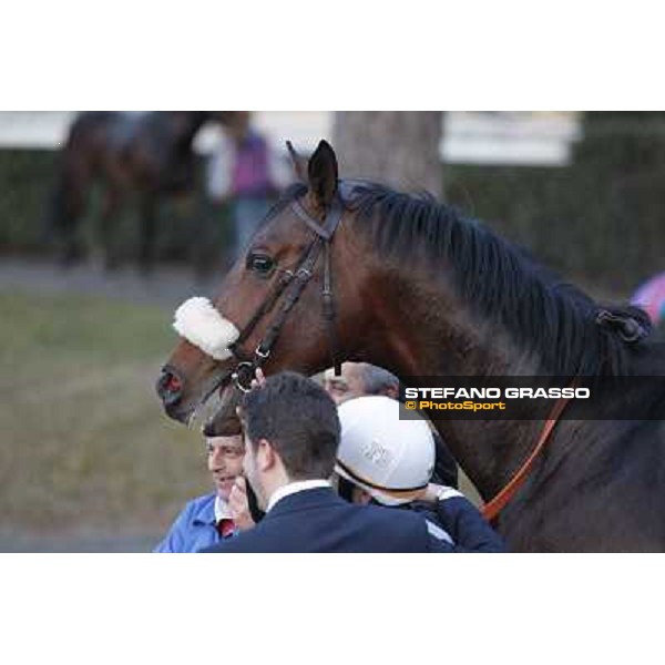 Marshade, Stefano Botti and Fabio Branca after winning the Premio Federico Regoli Pisa - San Rossore racecourse, 4th march 2012 ph.Stefano Grasso