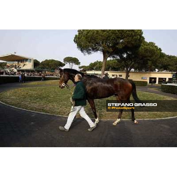 Paso Lungo after winning the Premio Thomas Rook Pisa - San Rossore racecourse, 4th march 2012 ph.Stefano Grasso