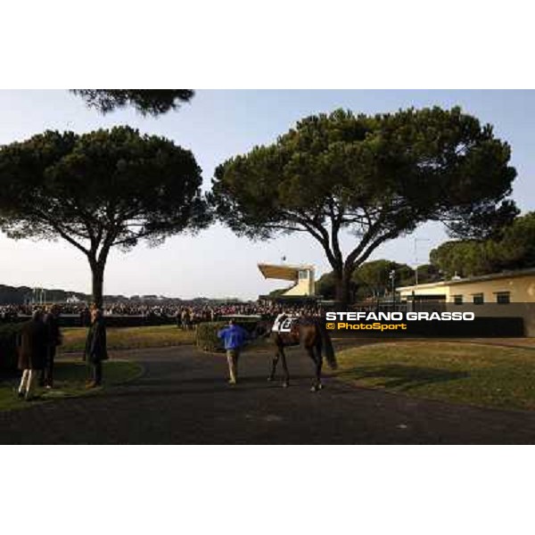 The Paddock Pisa - San Rossore racecourse, 4th march 2012 ph.Stefano Grasso