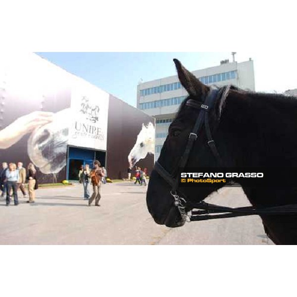 106.a Fiera Cavalli lo stand dell\' Unire Verona, 5 novembre 2004 ph. Stefano Grasso