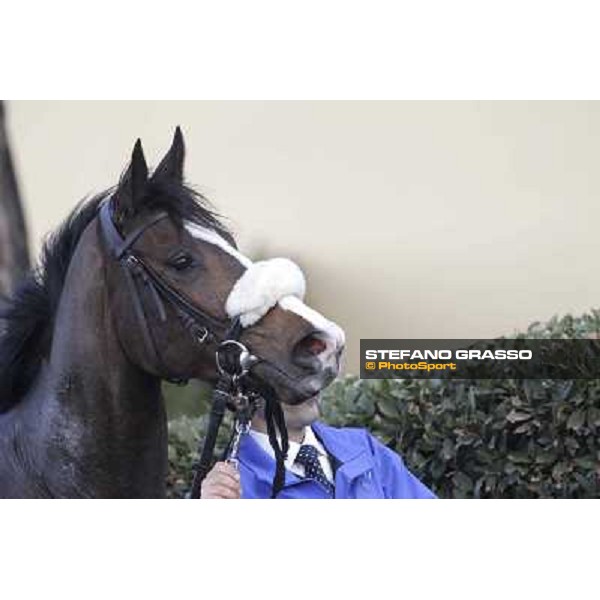Saddar Pisa - San Rossore racecourse, 4th march 2012 ph.Stefano Grasso