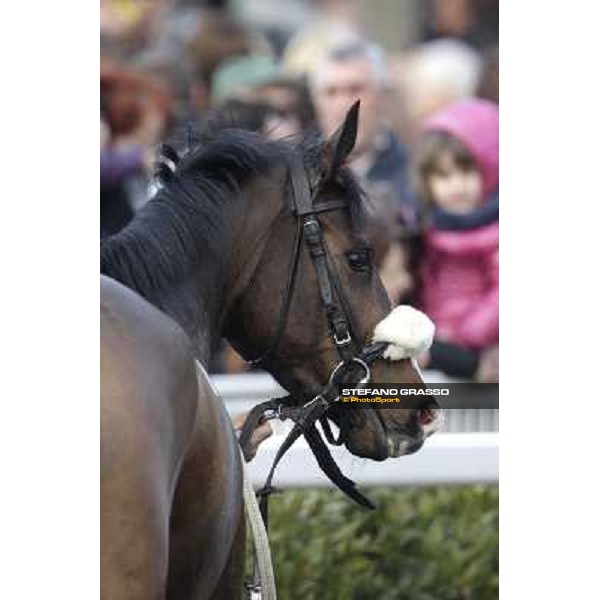 Saddar Pisa - San Rossore racecourse, 4th march 2012 ph.Stefano Grasso