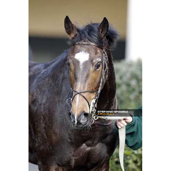 Paso Lungo after winning the Premio Thomas Rook Pisa - San Rossore racecourse, 4th march 2012 ph.Stefano Grasso