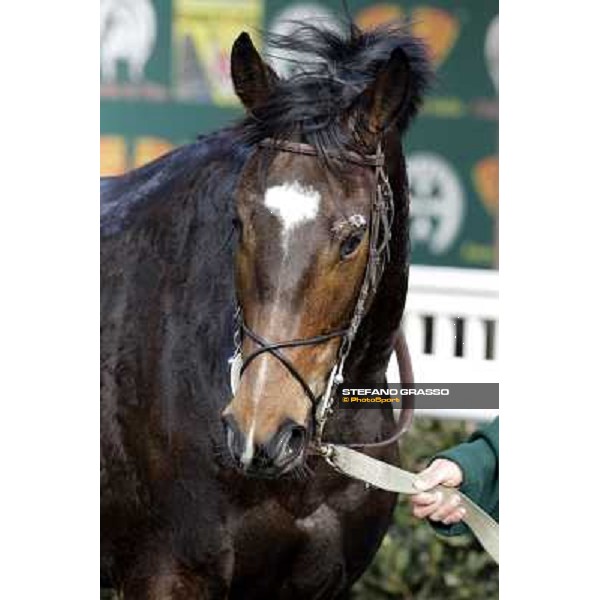 Paso Lungo after winning the Premio Thomas Rook Pisa - San Rossore racecourse, 4th march 2012 ph.Stefano Grasso