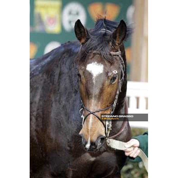 Paso Lungo after winning the Premio Thomas Rook Pisa - San Rossore racecourse, 4th march 2012 ph.Stefano Grasso