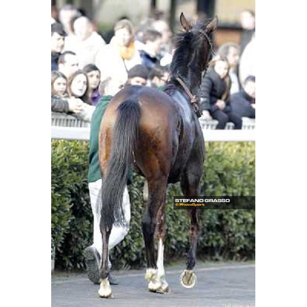 Paso Lungo after winning the Premio Thomas Rook Pisa - San Rossore racecourse, 4th march 2012 ph.Stefano Grasso