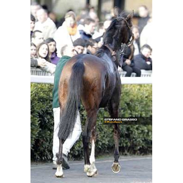 Paso Lungo after winning the Premio Thomas Rook Pisa - San Rossore racecourse, 4th march 2012 ph.Stefano Grasso