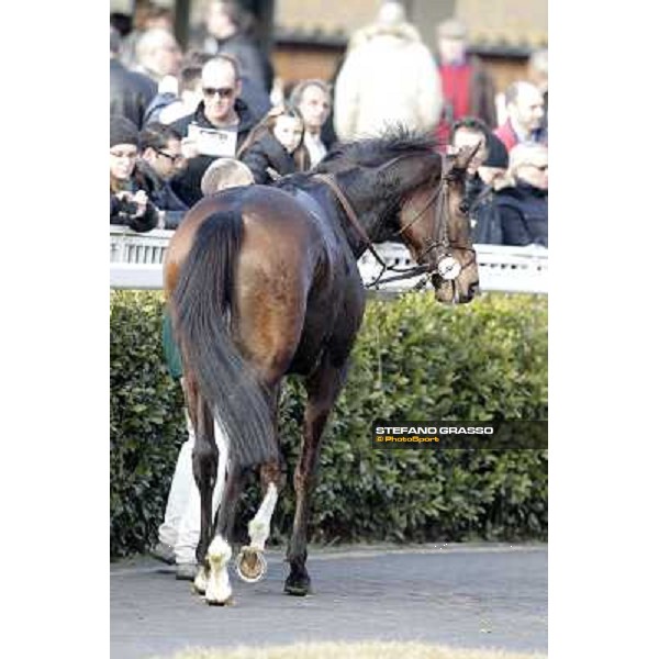 Paso Lungo after winning the Premio Thomas Rook Pisa - San Rossore racecourse, 4th march 2012 ph.Stefano Grasso