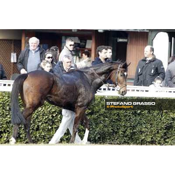 Paso Lungo after winning the Premio Thomas Rook Pisa - San Rossore racecourse, 4th march 2012 ph.Stefano Grasso