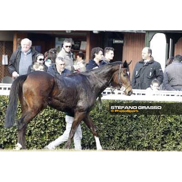 Paso Lungo after winning the Premio Thomas Rook Pisa - San Rossore racecourse, 4th march 2012 ph.Stefano Grasso