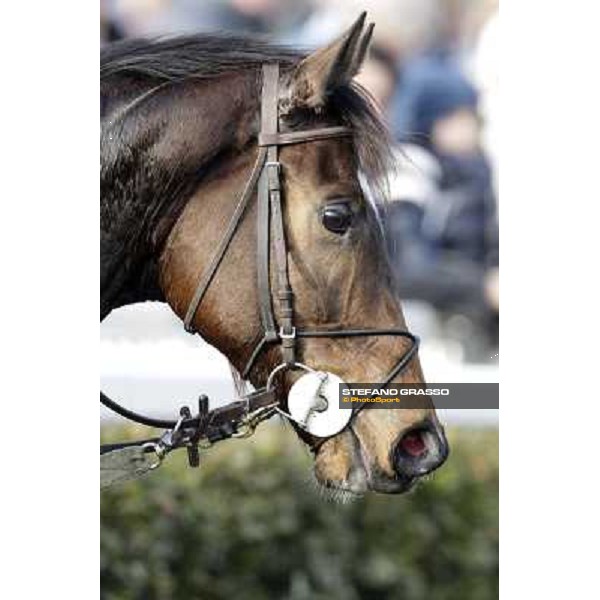 Paso Lungo after winning the Premio Thomas Rook Pisa - San Rossore racecourse, 4th march 2012 ph.Stefano Grasso