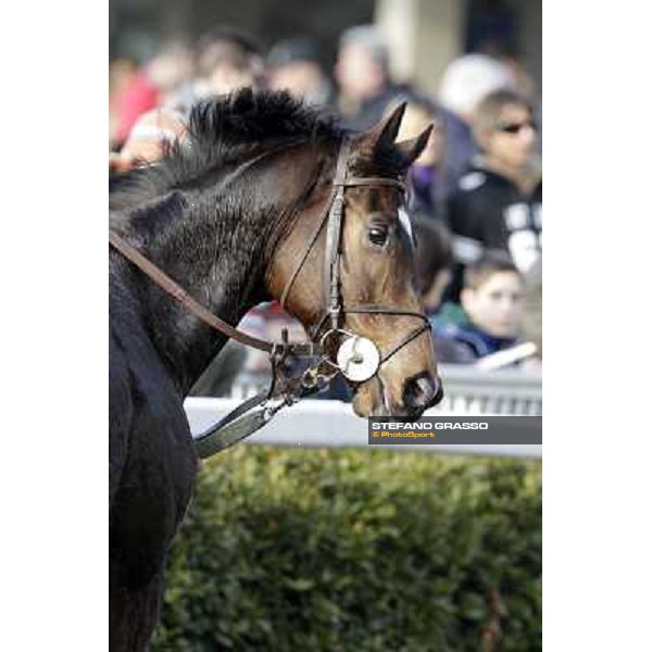 Paso Lungo after winning the Premio Thomas Rook Pisa - San Rossore racecourse, 4th march 2012 ph.Stefano Grasso